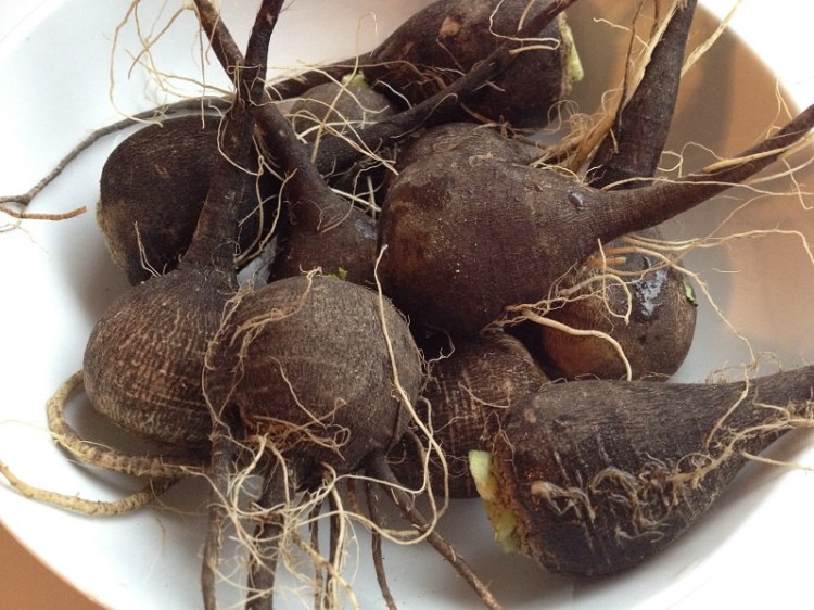 Black radishes | Grabbing the Gusto